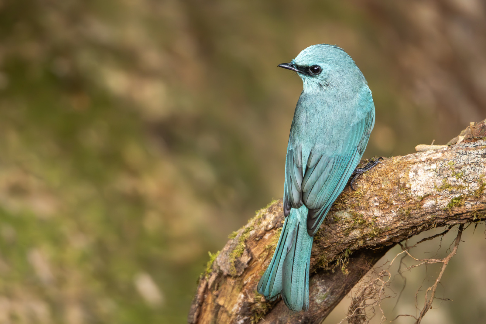image Verditer Flycatcher